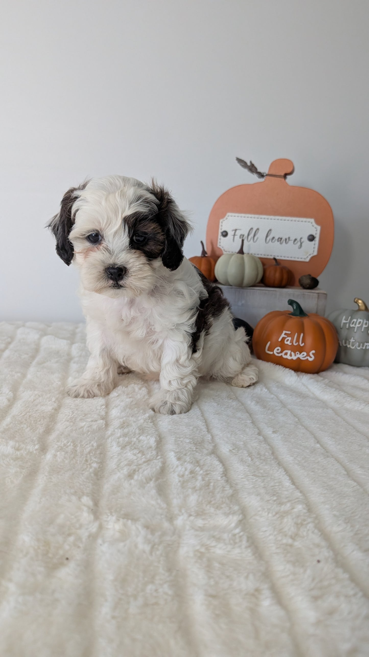 SHIHPOO (07/26) FEMALE