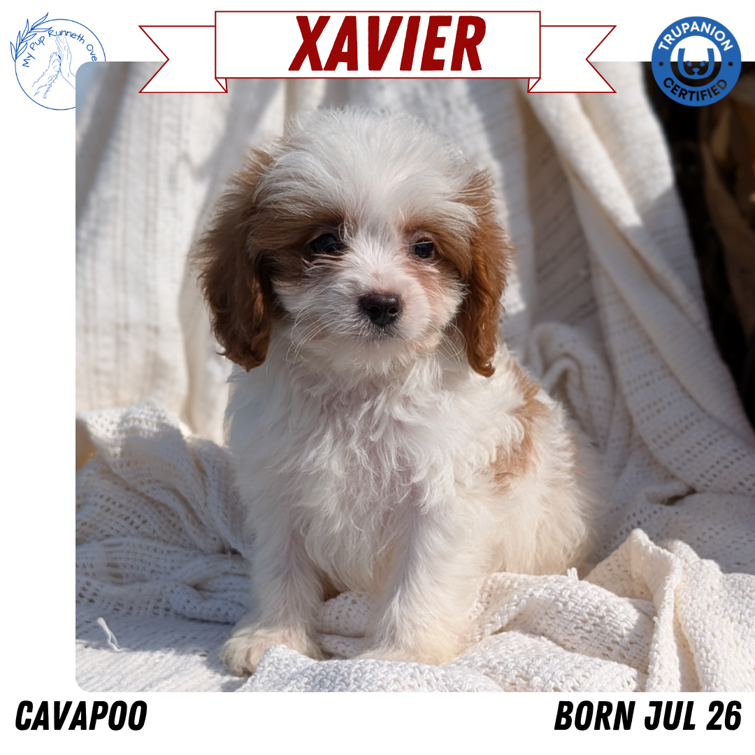 CAVAPOO (07/26) MALE