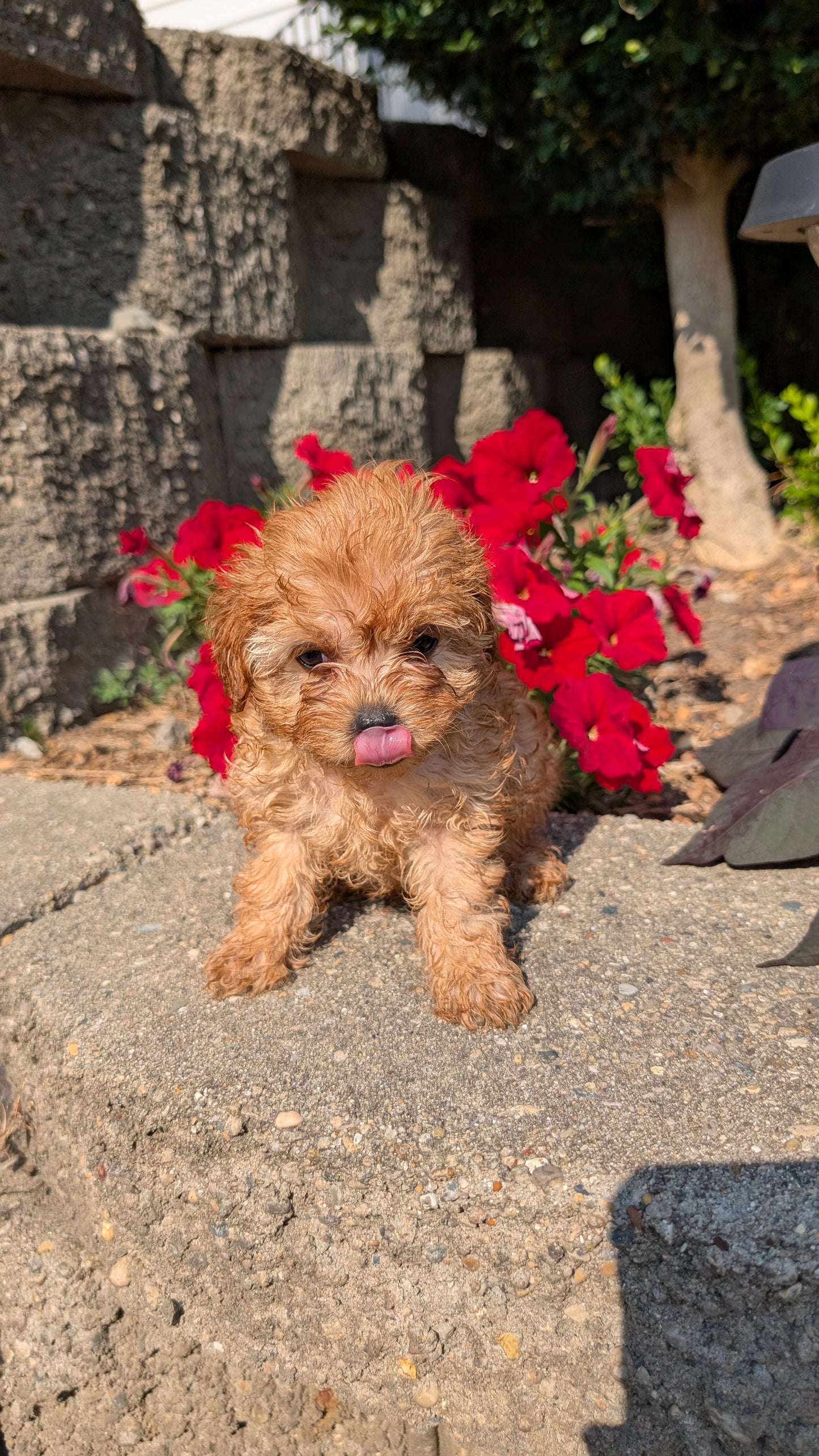 CAVAPOO (05/29) MALE