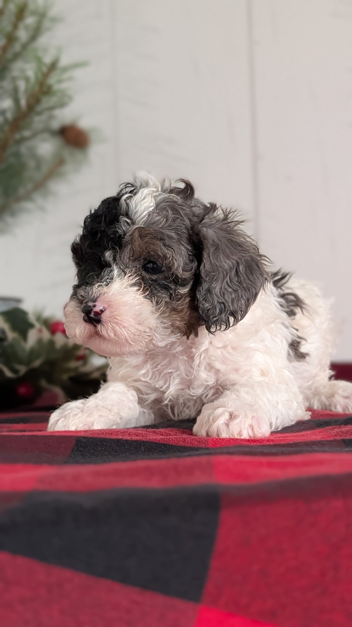COCKAPOO (NOV 07) MALES