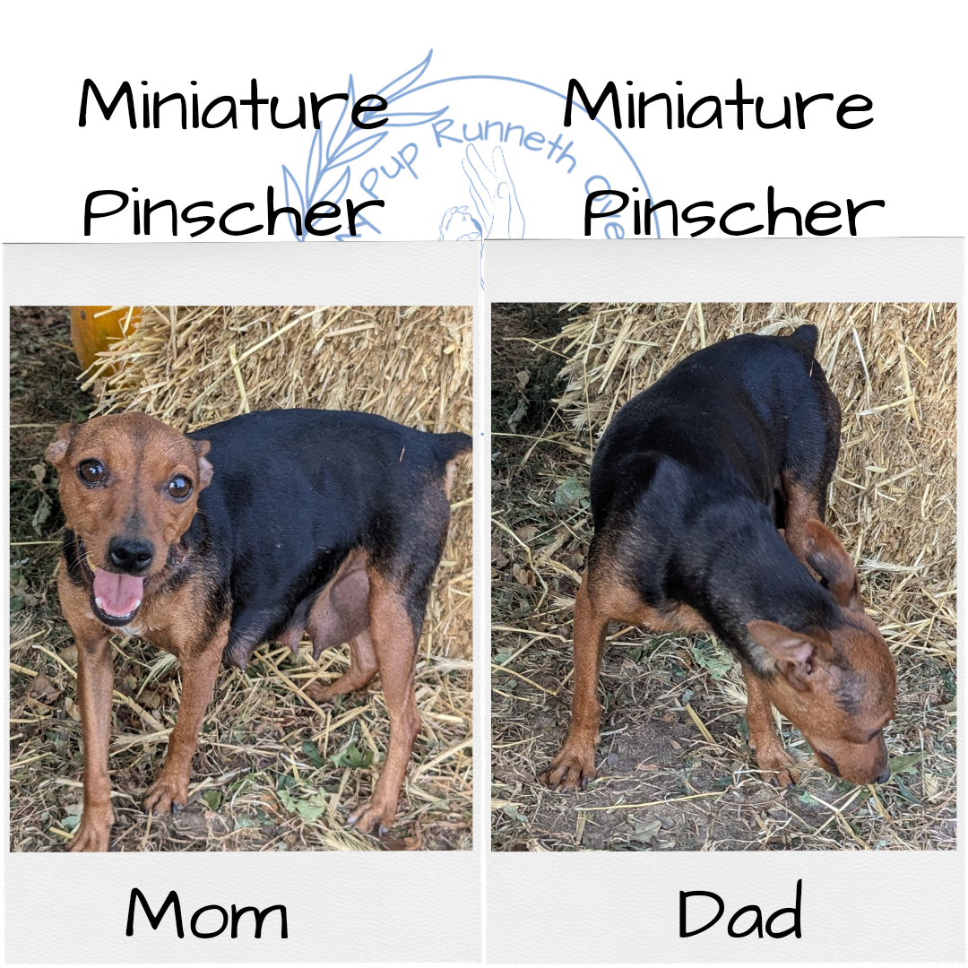 MINI PINSCHER (08/25) MALE