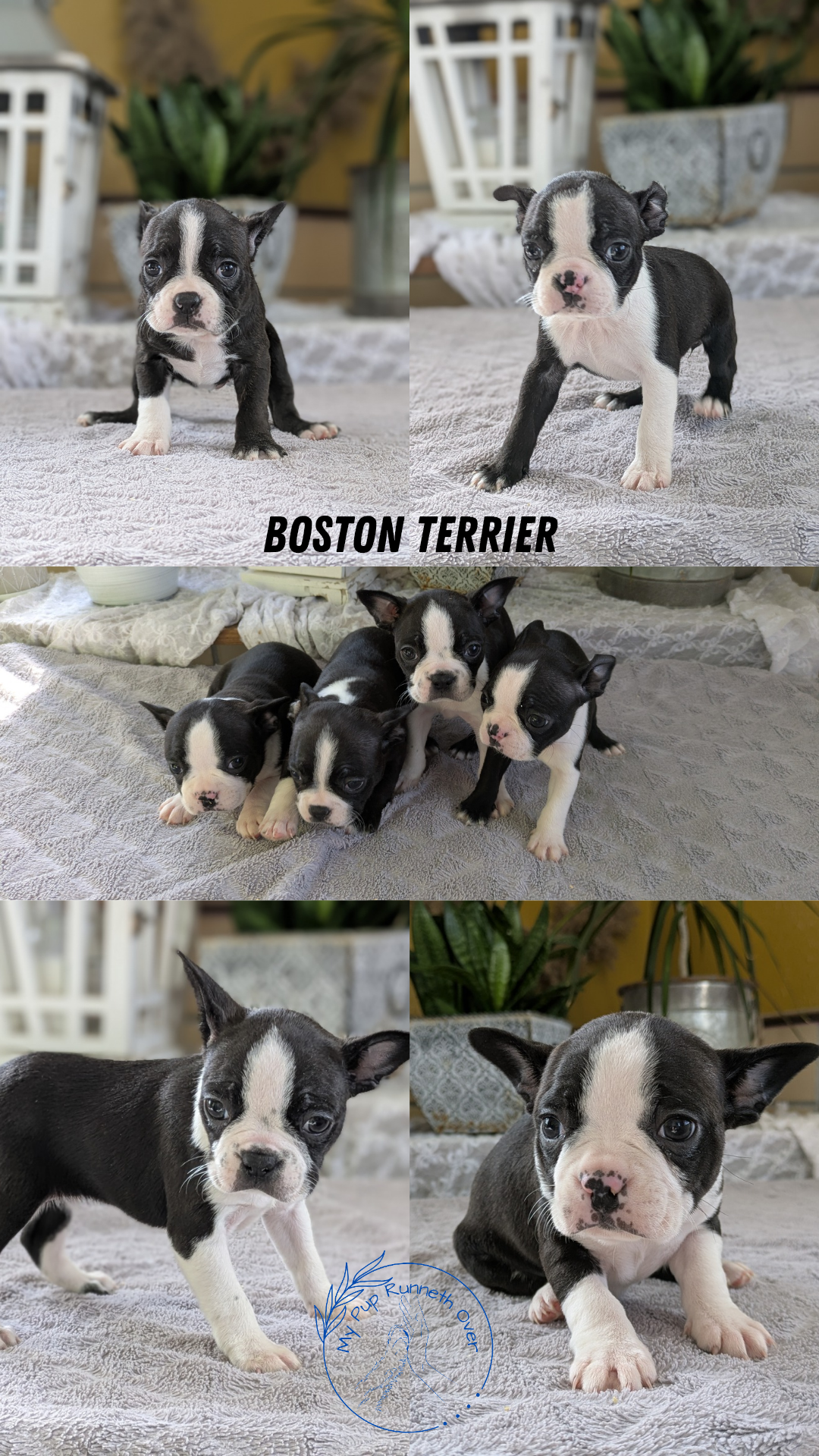 BOSTON TERRIER (12/09) FEMALE