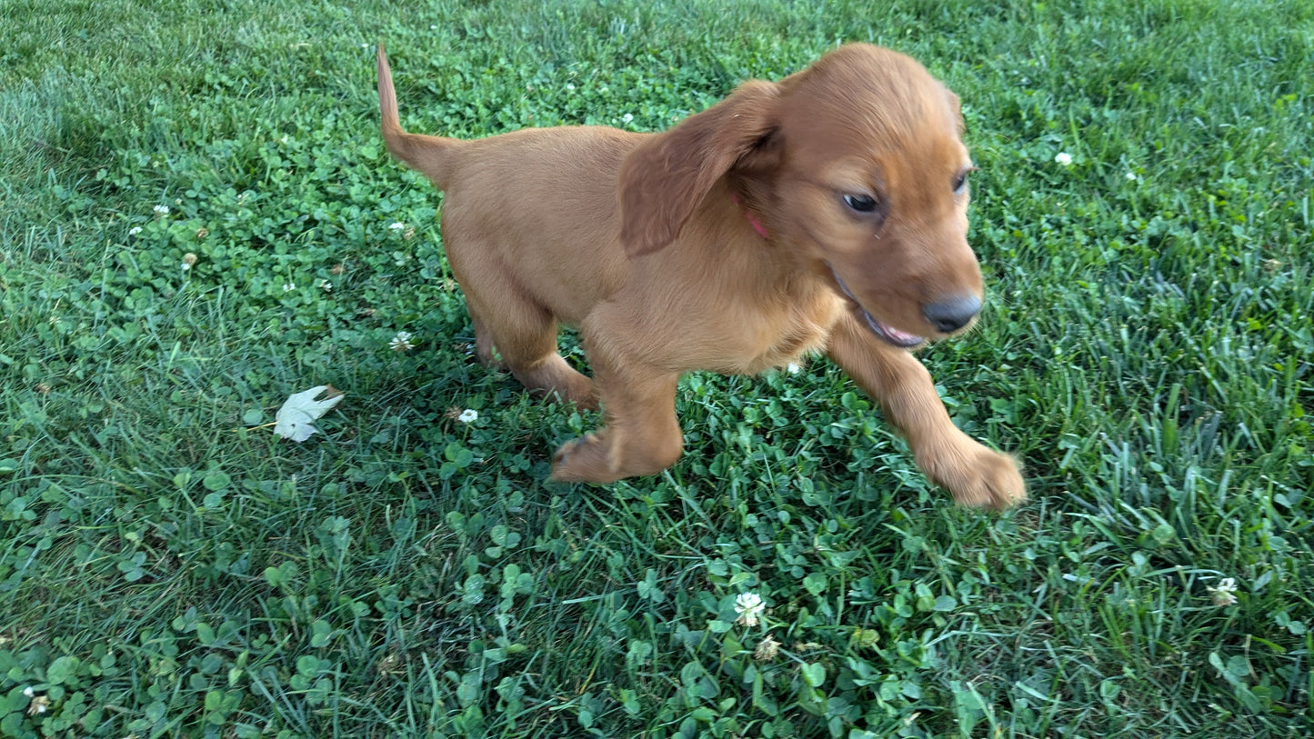 IRISH SETTER (07/20) FEMALE