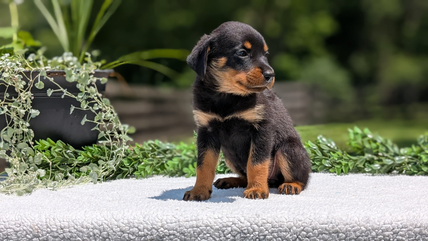 ROTTWEILER (05/28) FEMALE