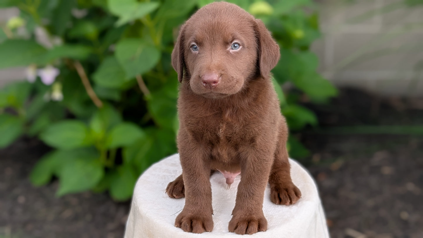 LABRADOR RETRIEVER (05/21) MALE