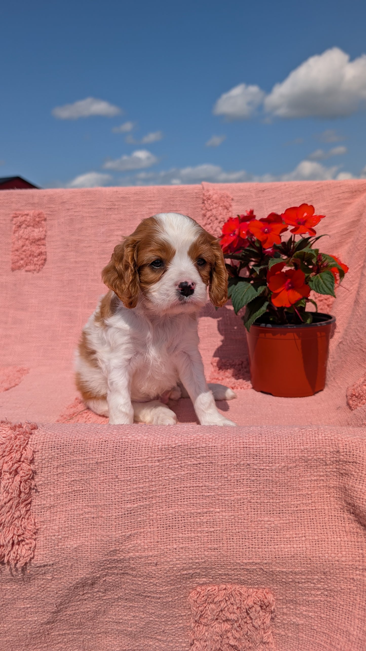 CAVALIER (05/06) MALE