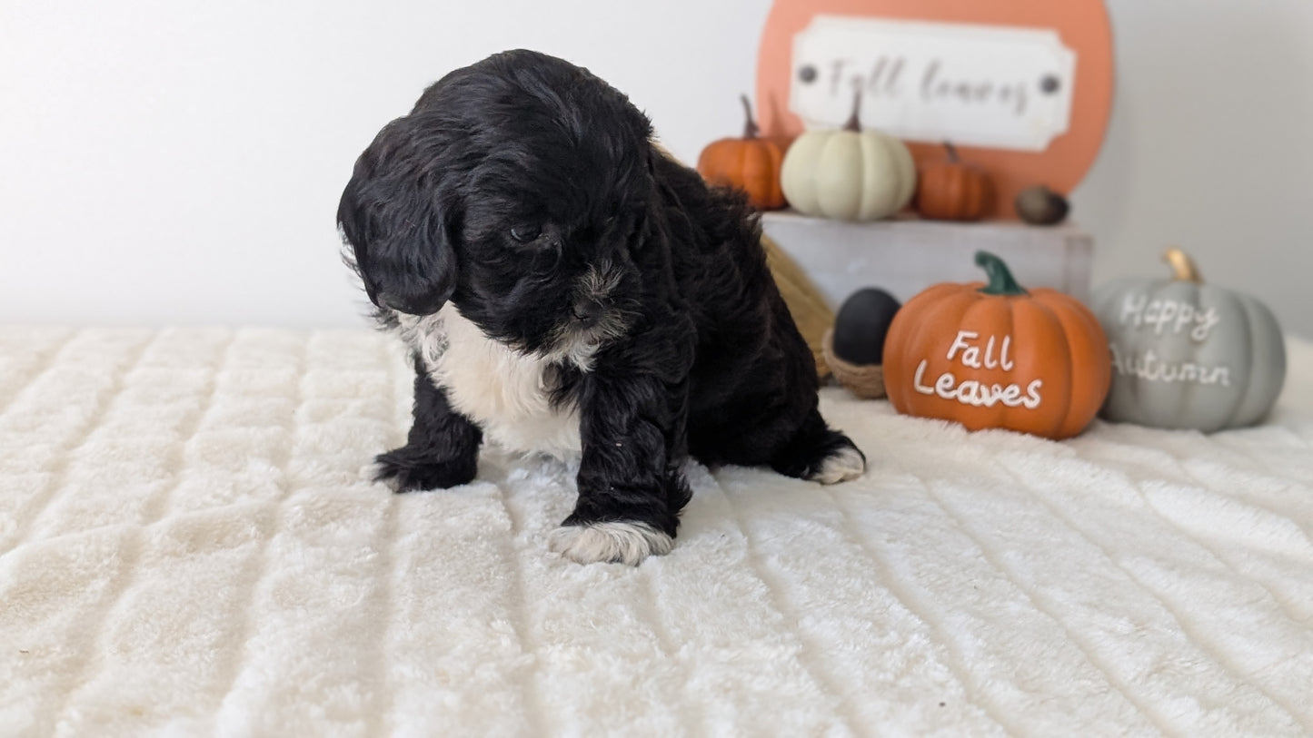 SHIHPOO (07/26) FEMALE
