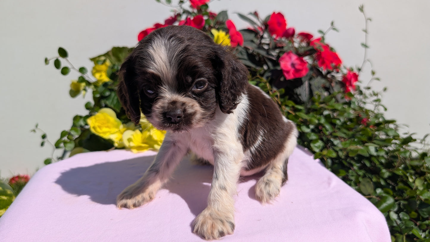 COCKER SPANIEL (07/16) MALE
