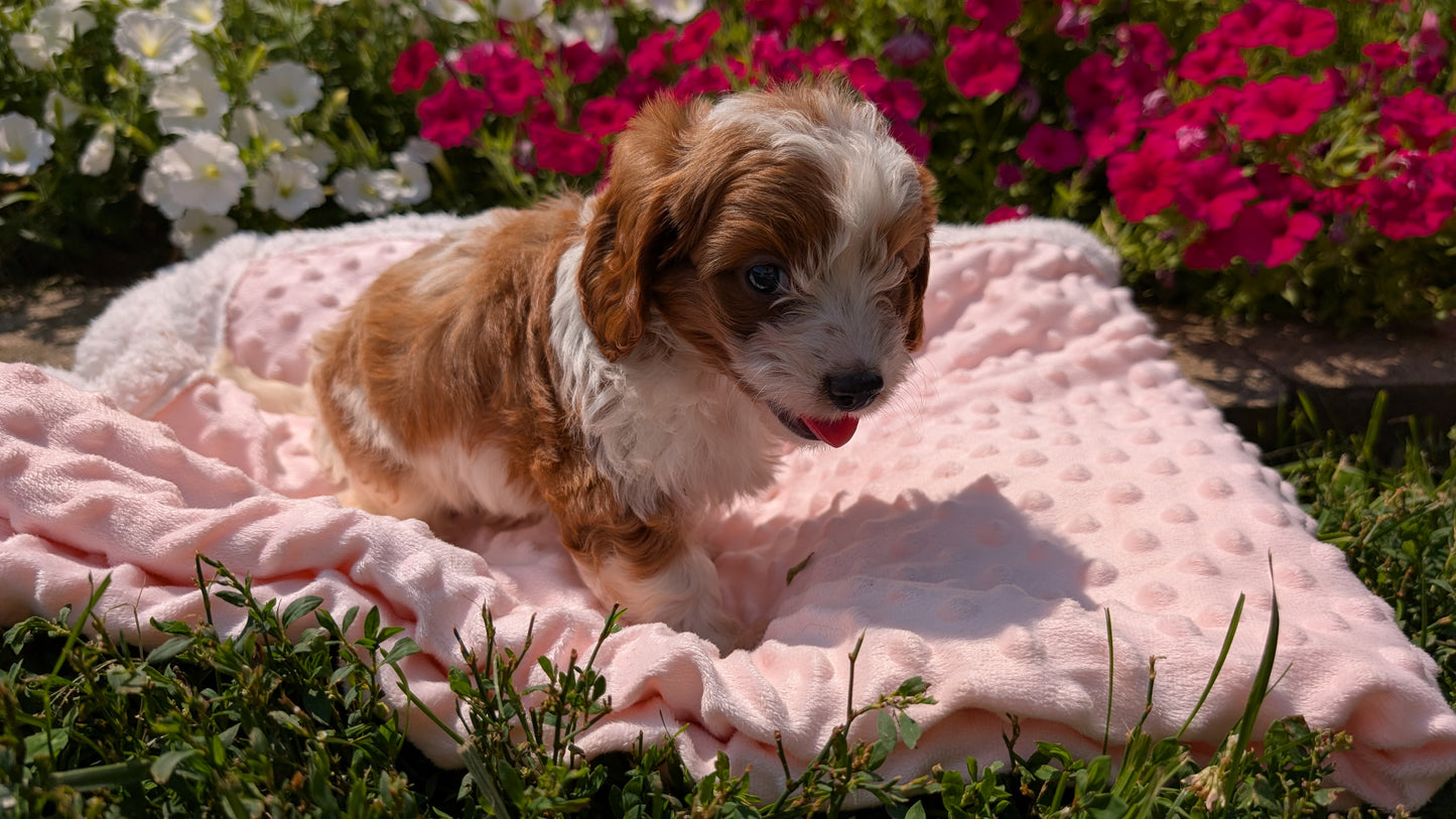 CAVAPOO (06/19) MALE