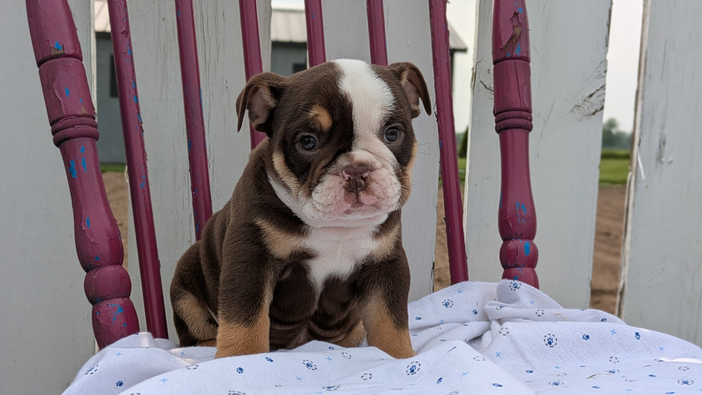 ENGLISH BULLDOG (04/18) MALE