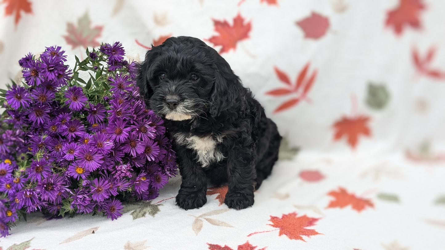 COCKAPOO (08/03) FEMALE