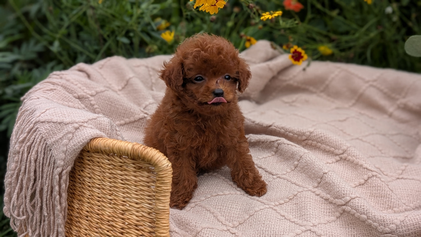 TOY POODLE (07/01) MALE