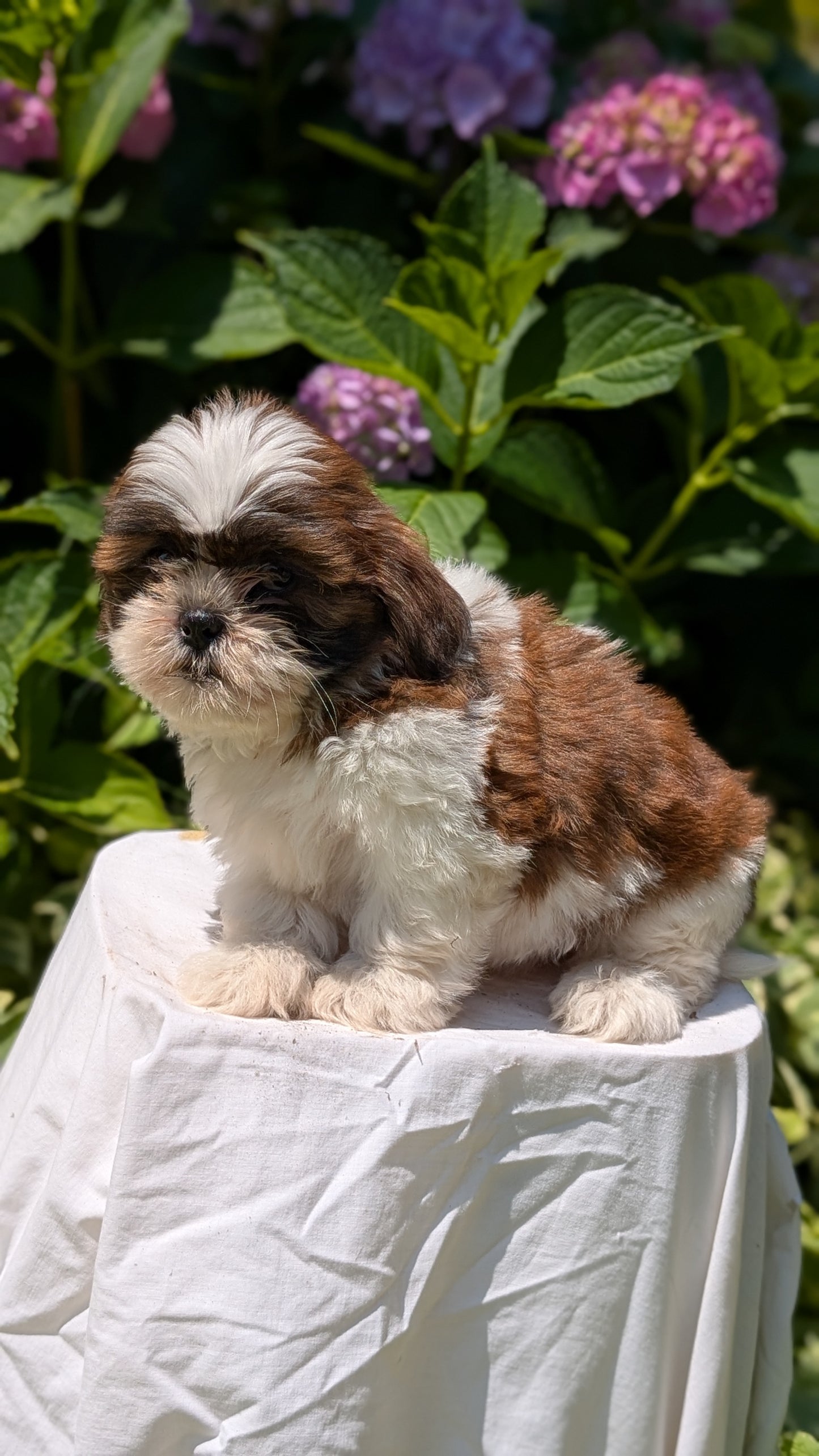 SHIH TZU (05/17) FEMALE