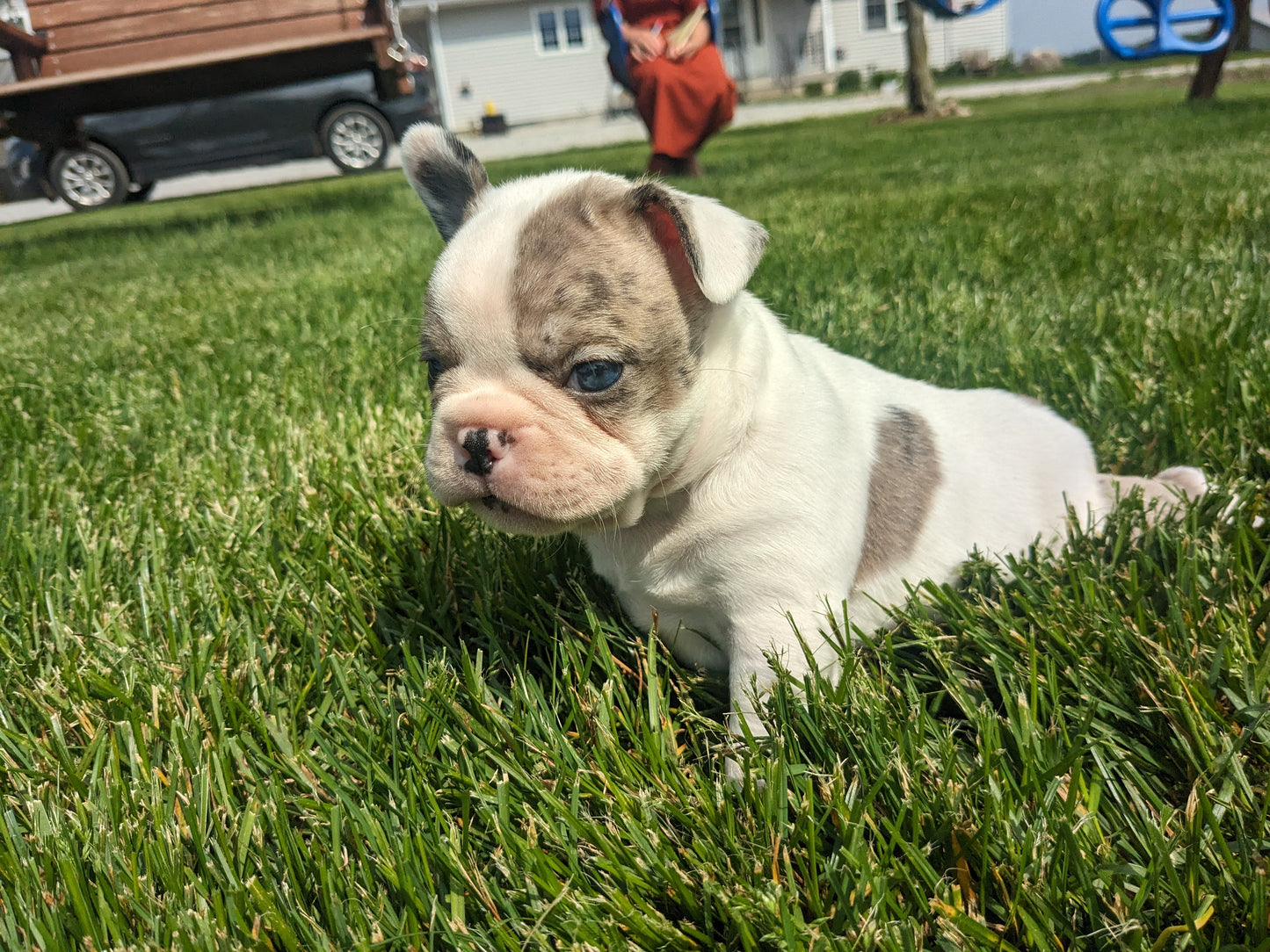 FRENCHTON (04/11) MALE