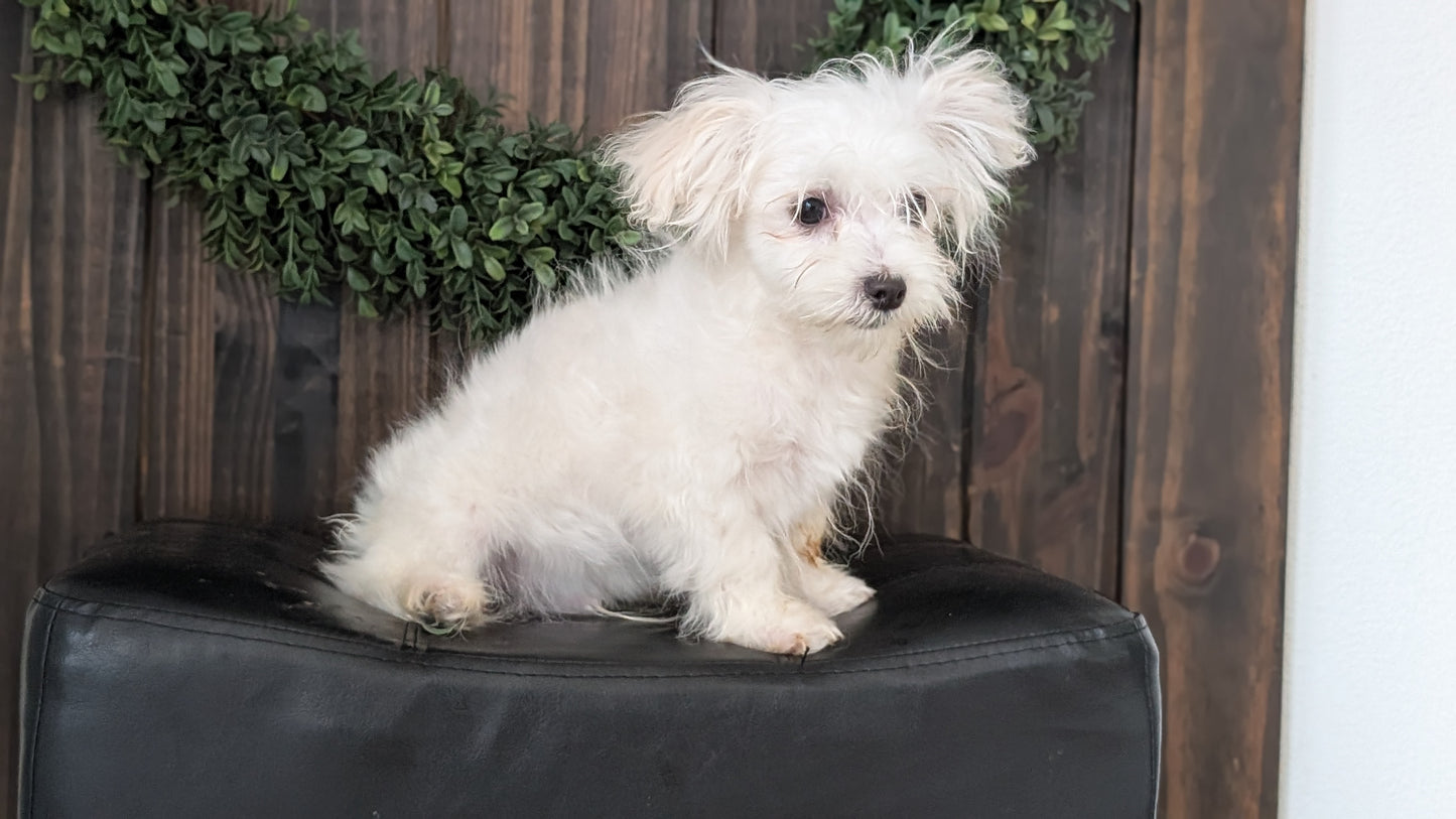 MALTESE (NOV 15) MALES