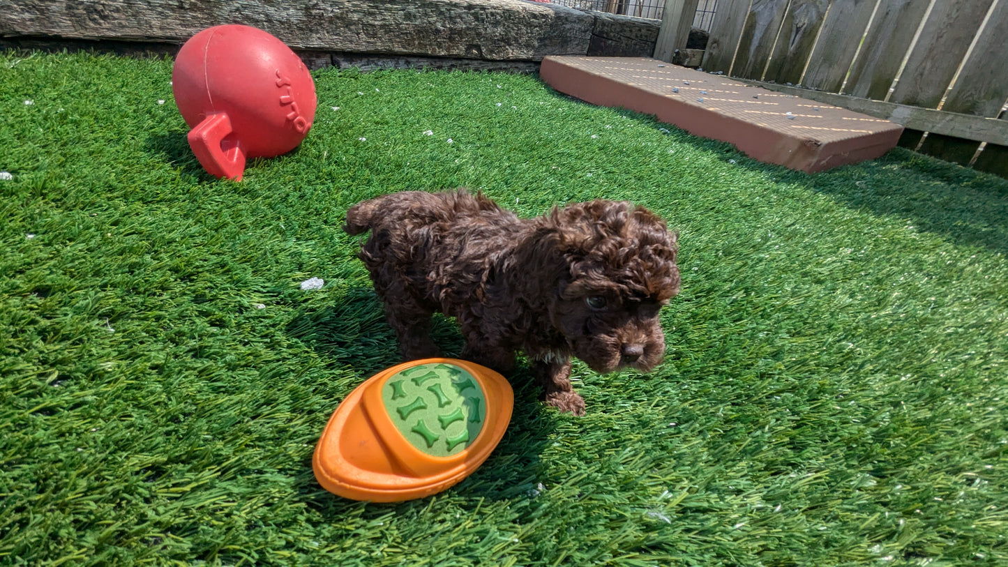 COCKAPOO (06/28) FEMALE