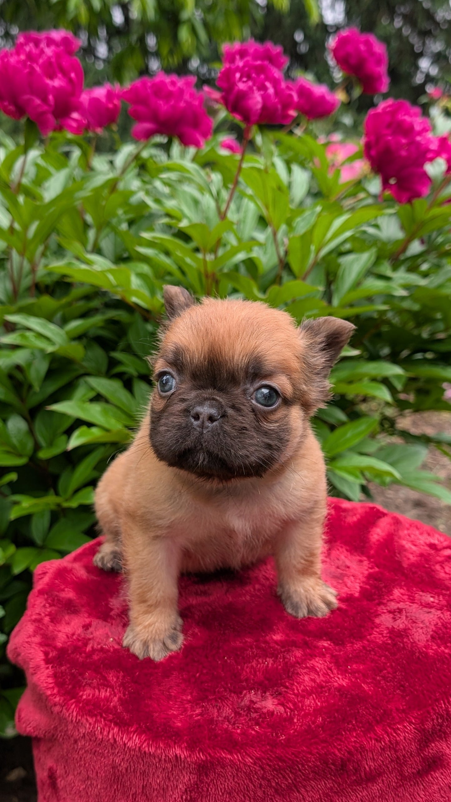 FRENCH BULLDOG (04/19) FEMALE