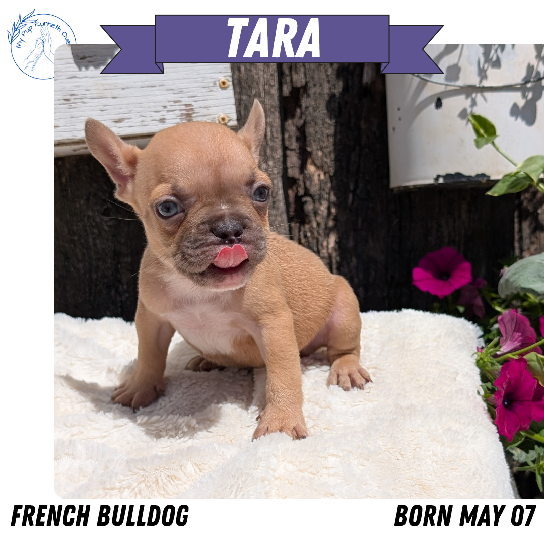 FRENCH BULLDOG (05/07) FEMALE