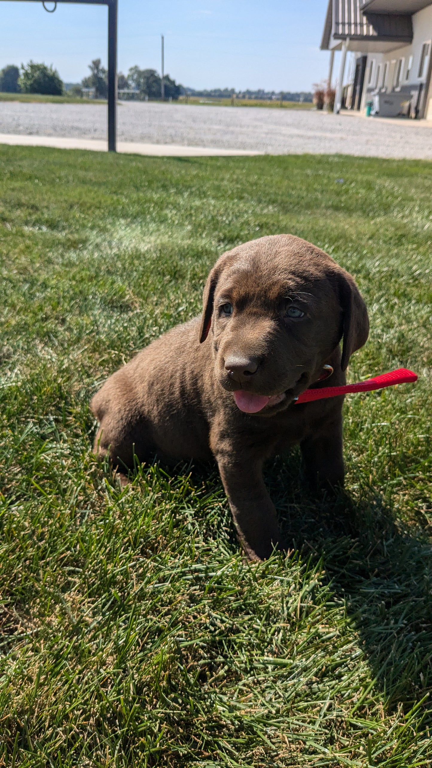 LABRADOR RETRIEVER (08/05) FEMALE