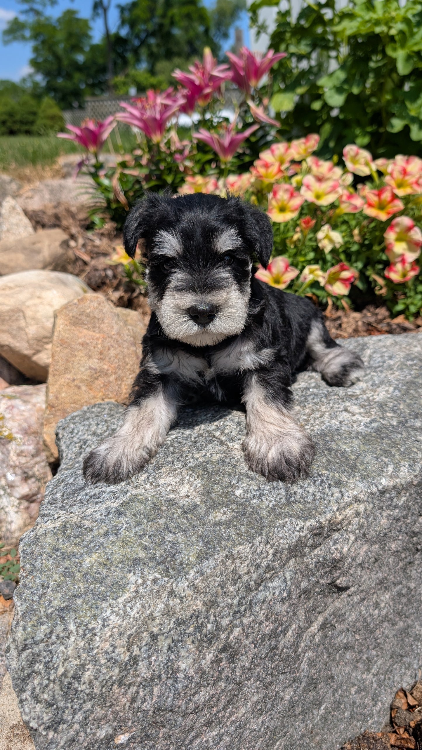MINI SCHNAUZER (05/29) MALE