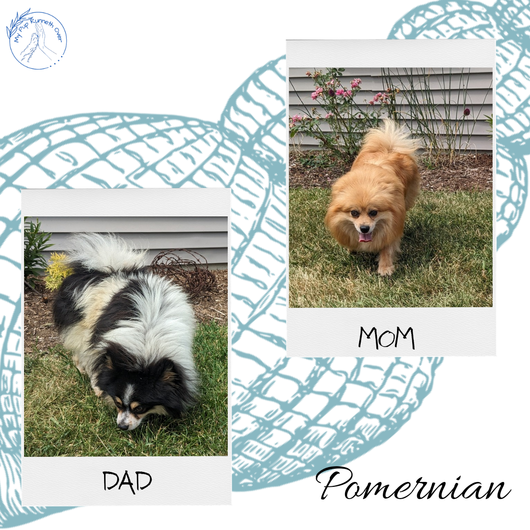 POMERANIAN (04/15) FEMALE
