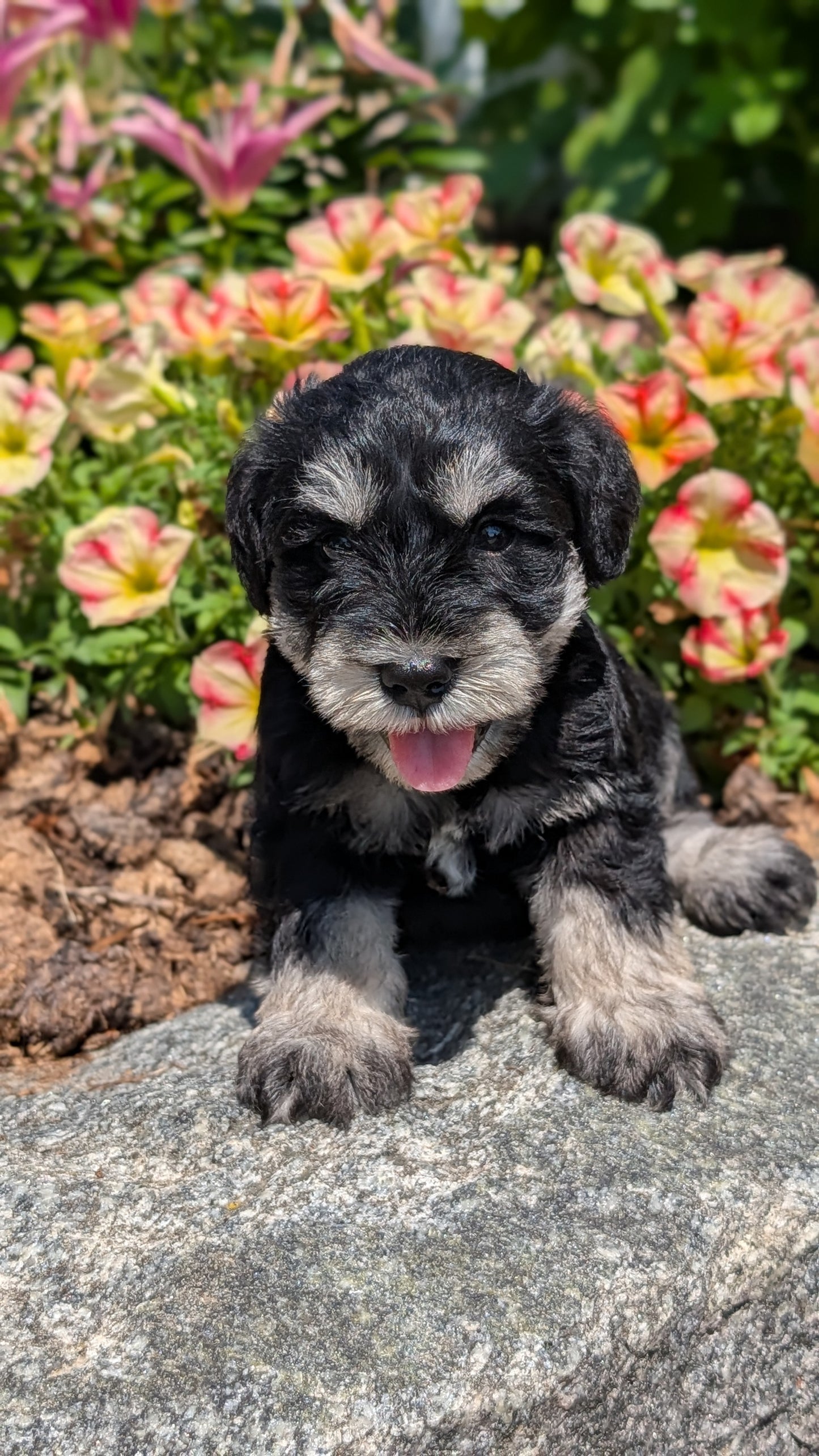 MINI SCHNAUZER (05/29) MALE