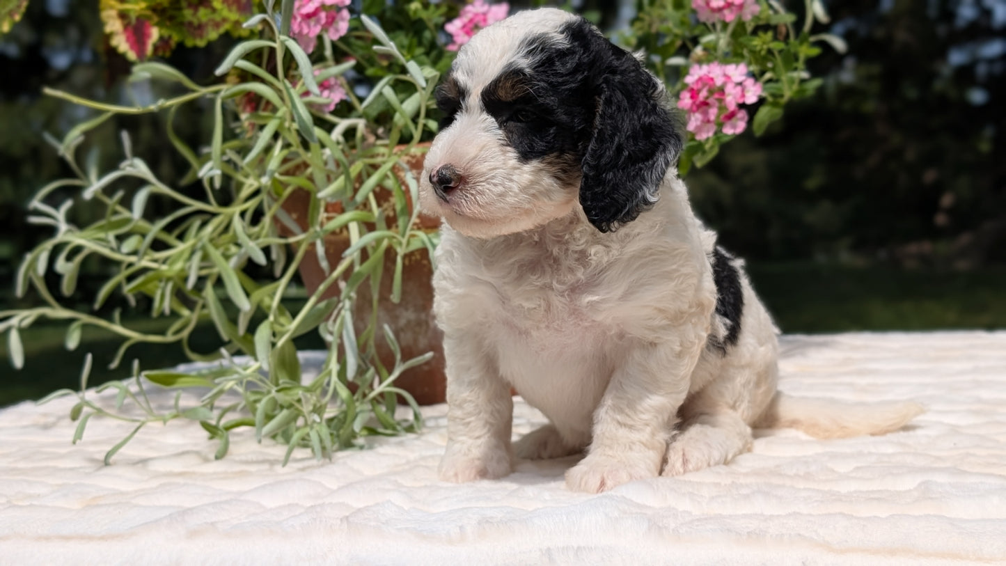MINI BERNEDOODLE (06/11) FEMALE