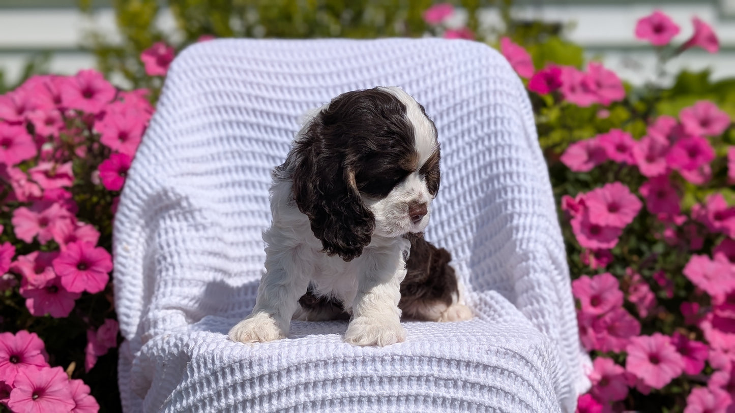 COCKER SPANIEL (07/17) MALE