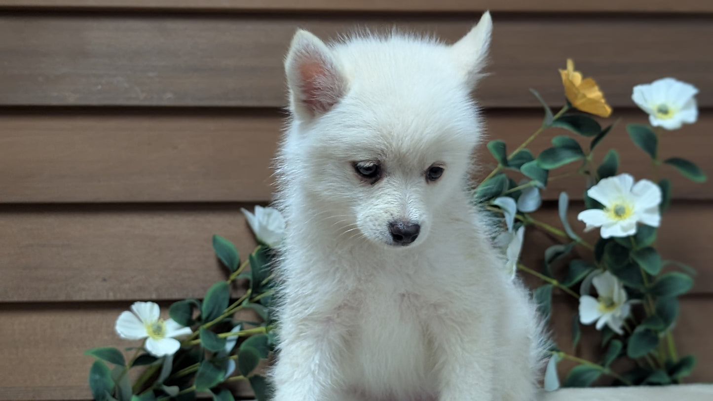 POMSKY (JUL 03) 1 MALE/3 FEMALES