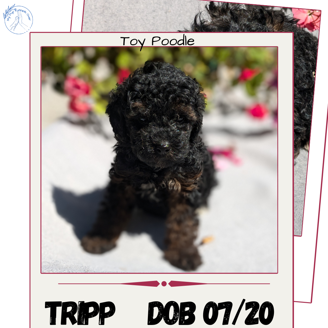 TOY POODLE (07/20) MALE