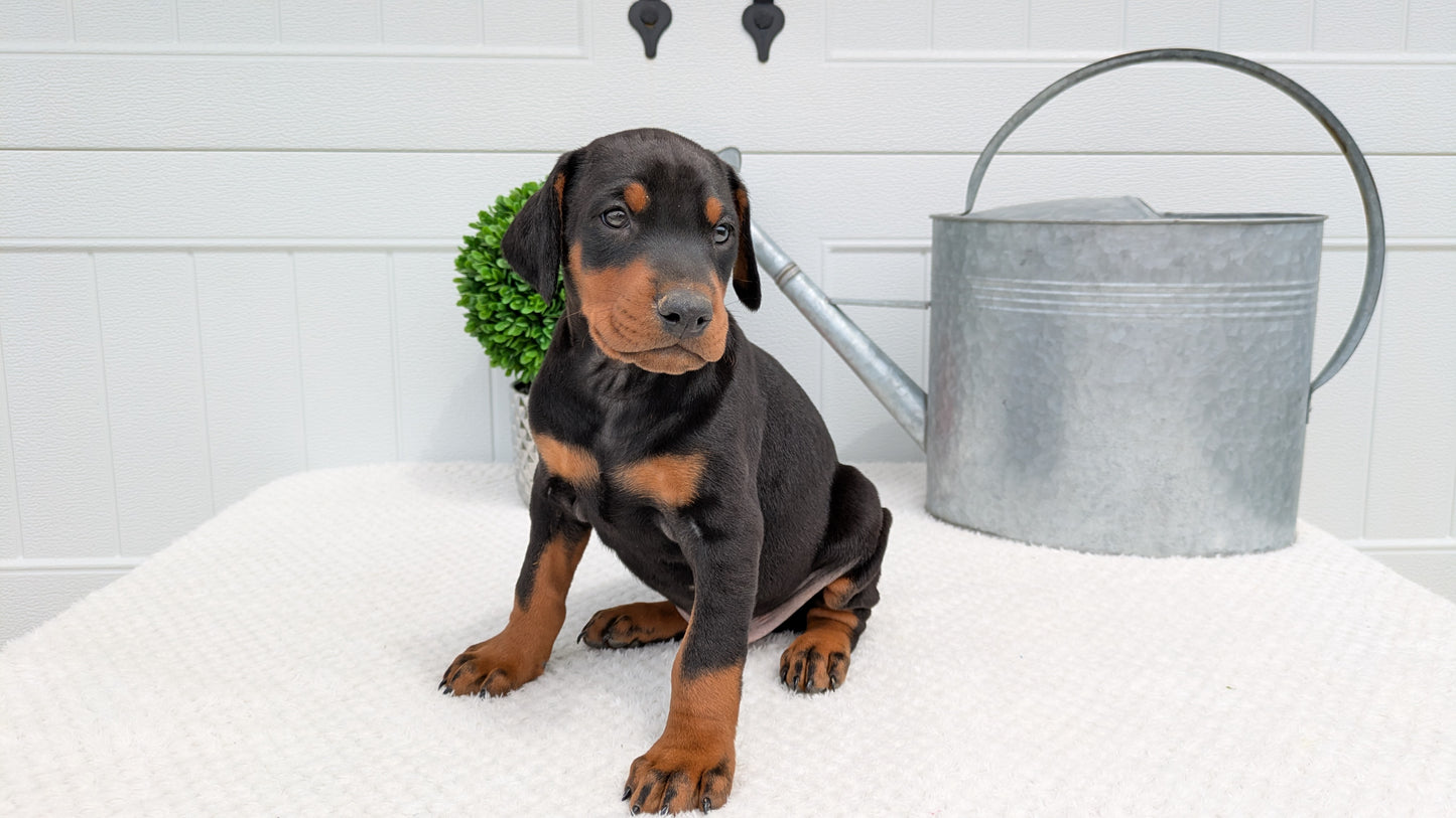 DOBERMAN PINSCHER (03/22) MALE