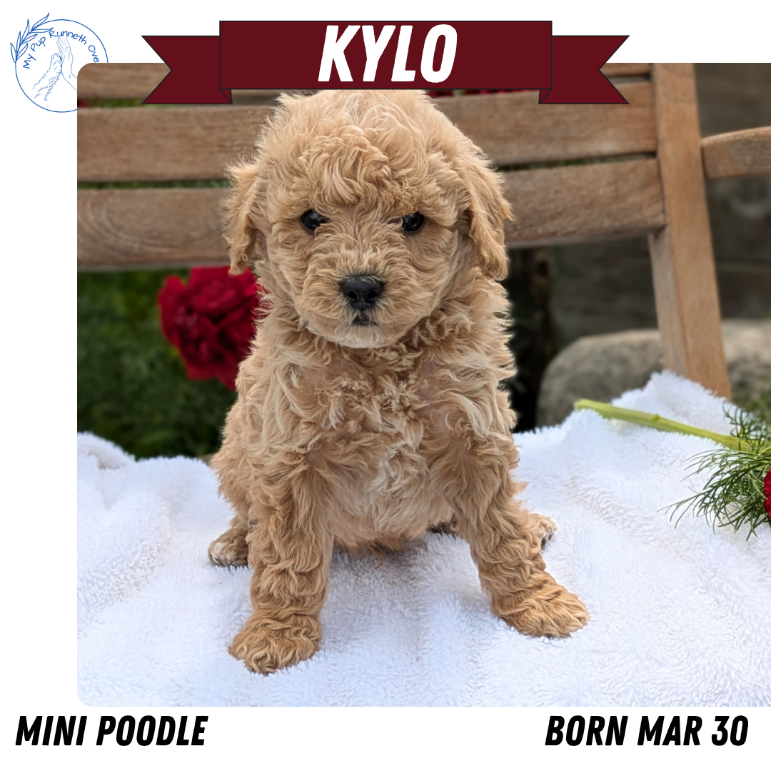 MINI POODLE (03/30) MALE
