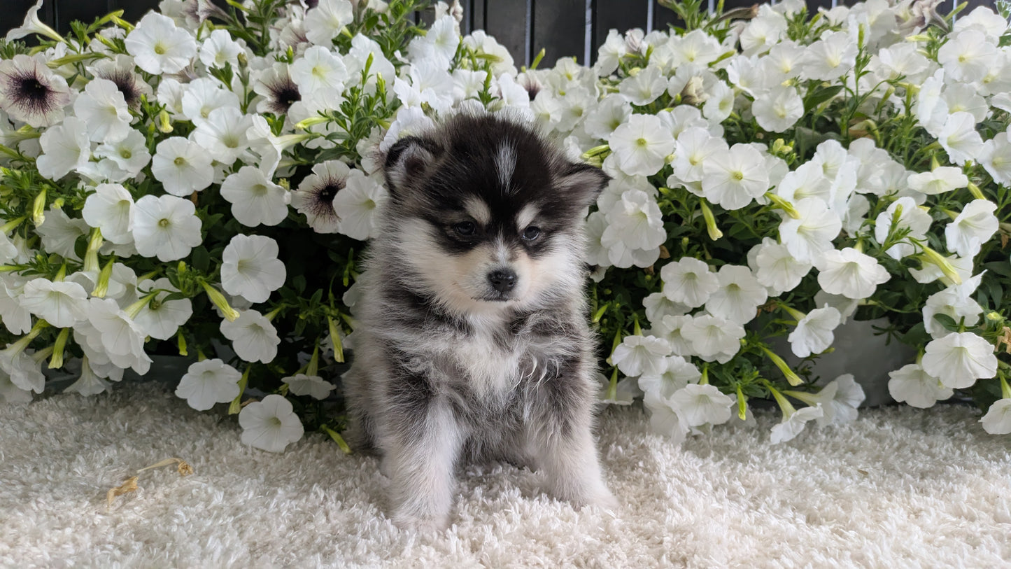 POMSKY (04/01) FEMALE