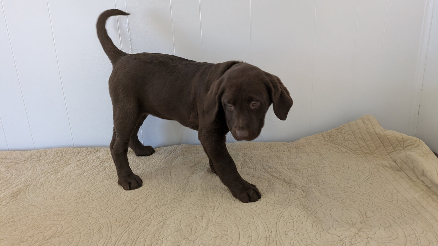 LABRADOR RETRIEVER (11/03) FEMALE