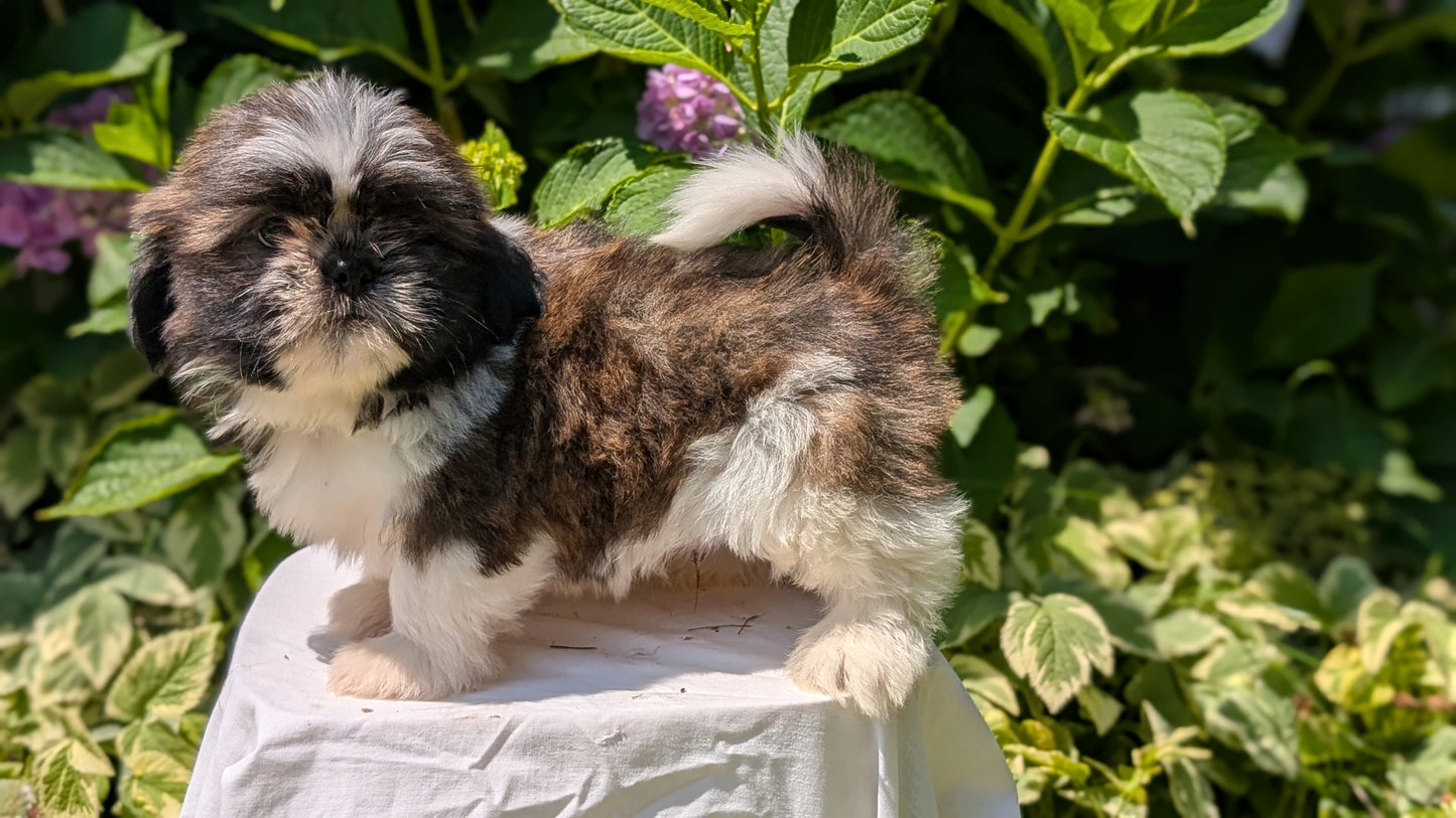 SHIH TZU (05/17) MALE