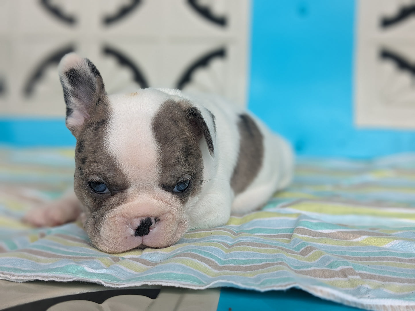 FRENCHTON (04/11) MALE