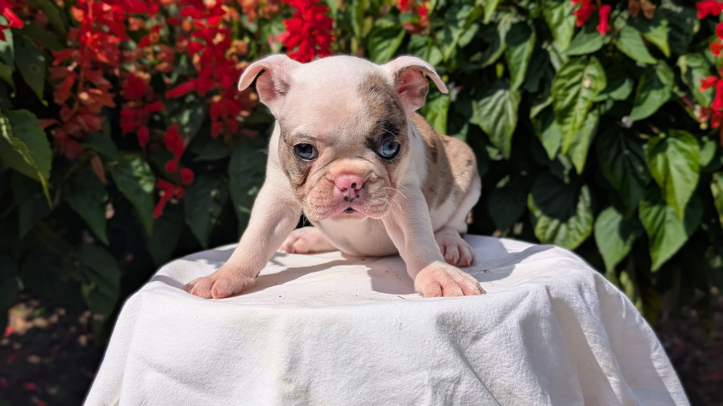 FRENCHTON (06/25) FEMALE