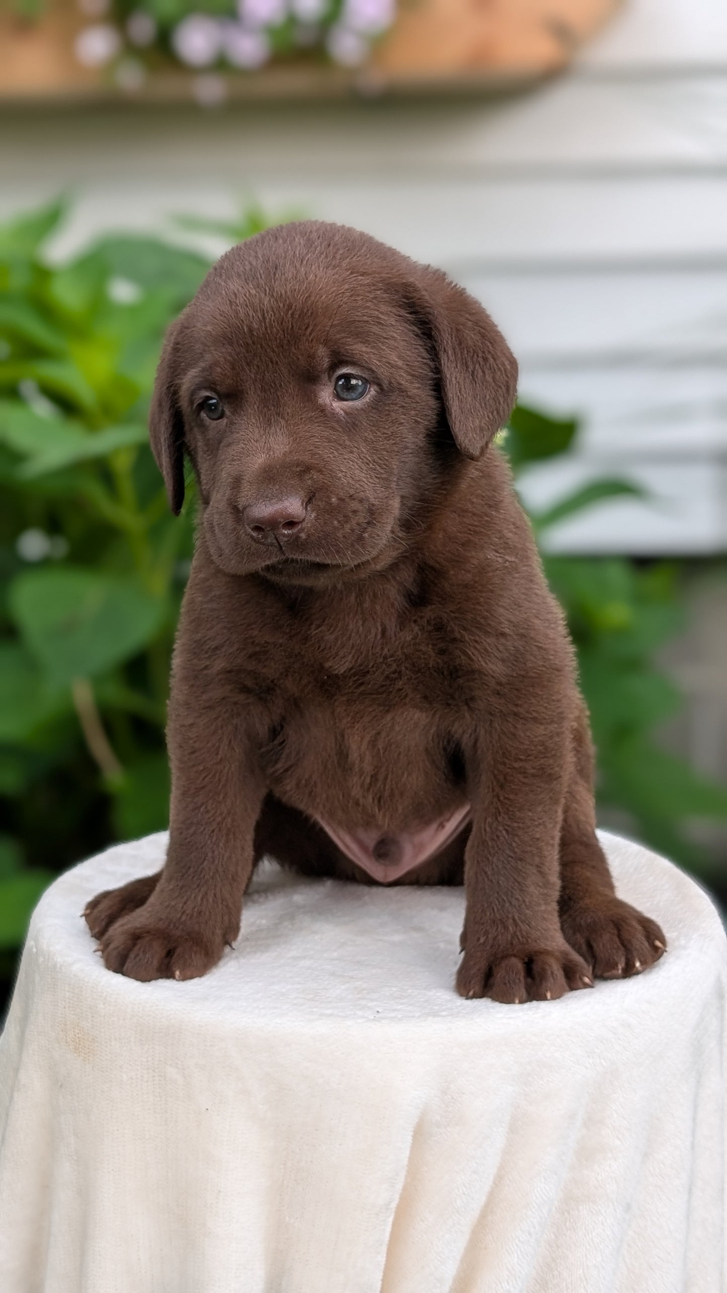 LABRADOR RETRIEVER (05/21) MALE