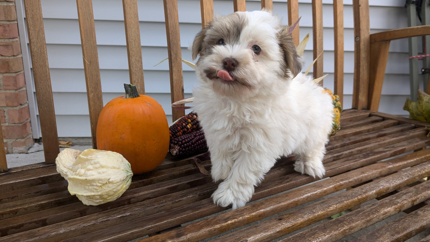 HAVANESE (08/23) MALE