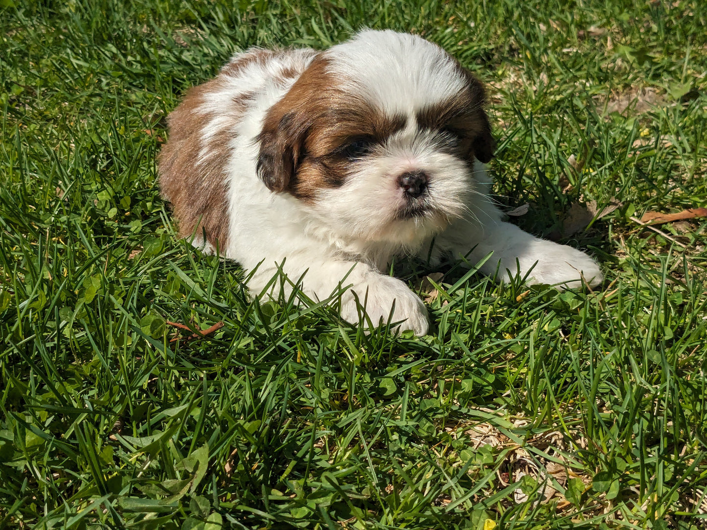 SHIH TZU (03/17) MALE
