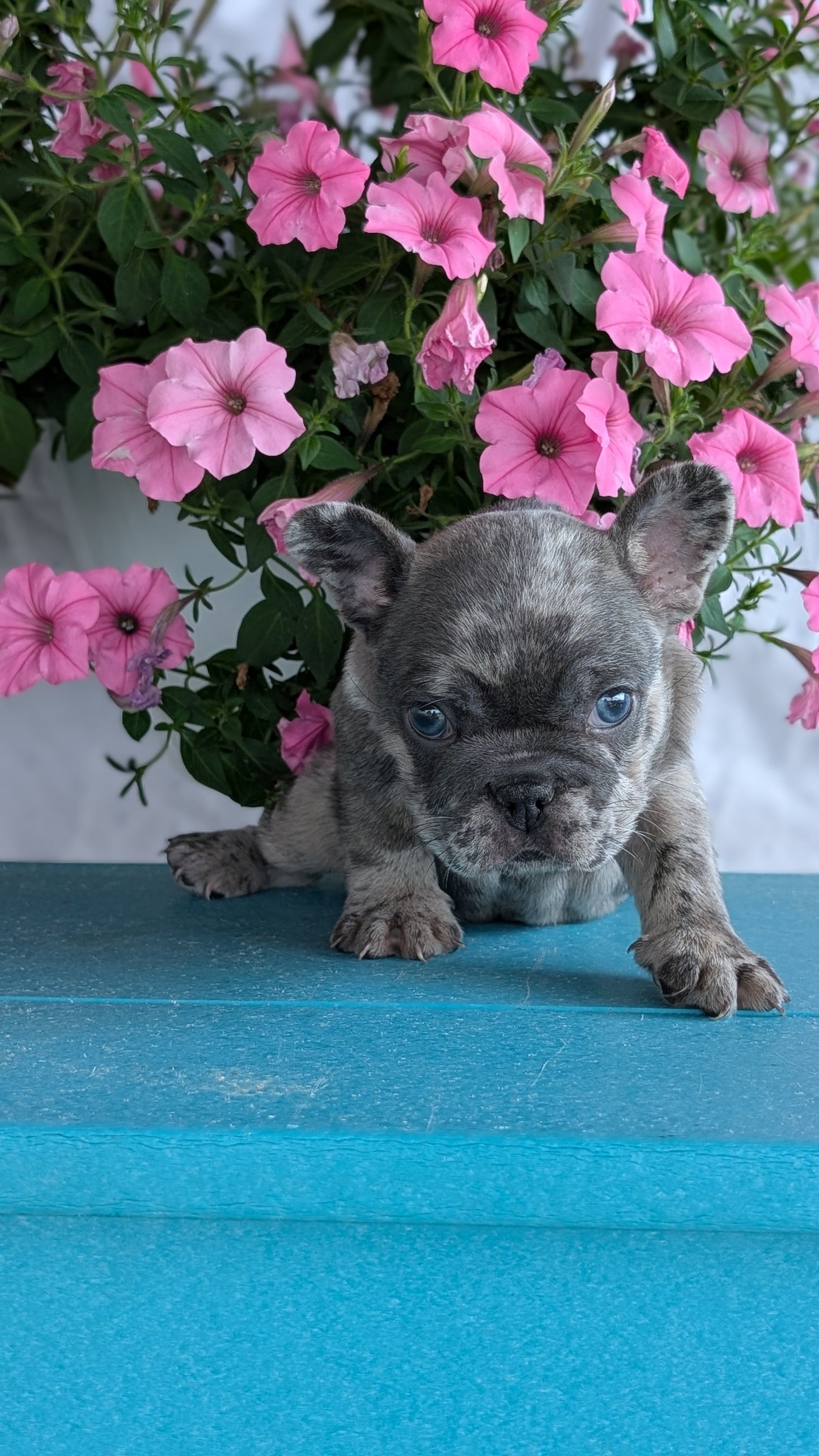 FRENCH BULLDOG (06/30) FEMALE