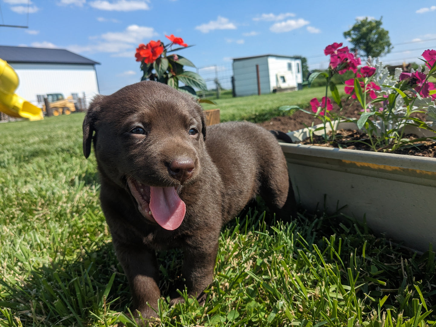 CHOCOLATE LAB (04/21) FEMALE