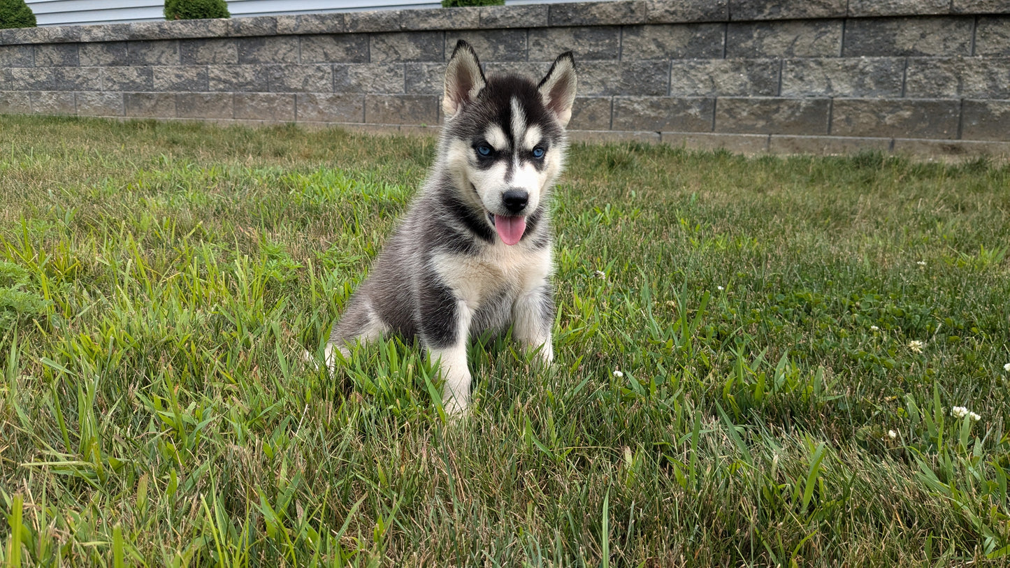 SIBERIAN HUSKY (06/22) FEMALE
