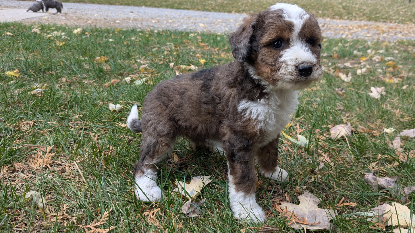 MINI BERNEDOODLE (09/24) FEMALE