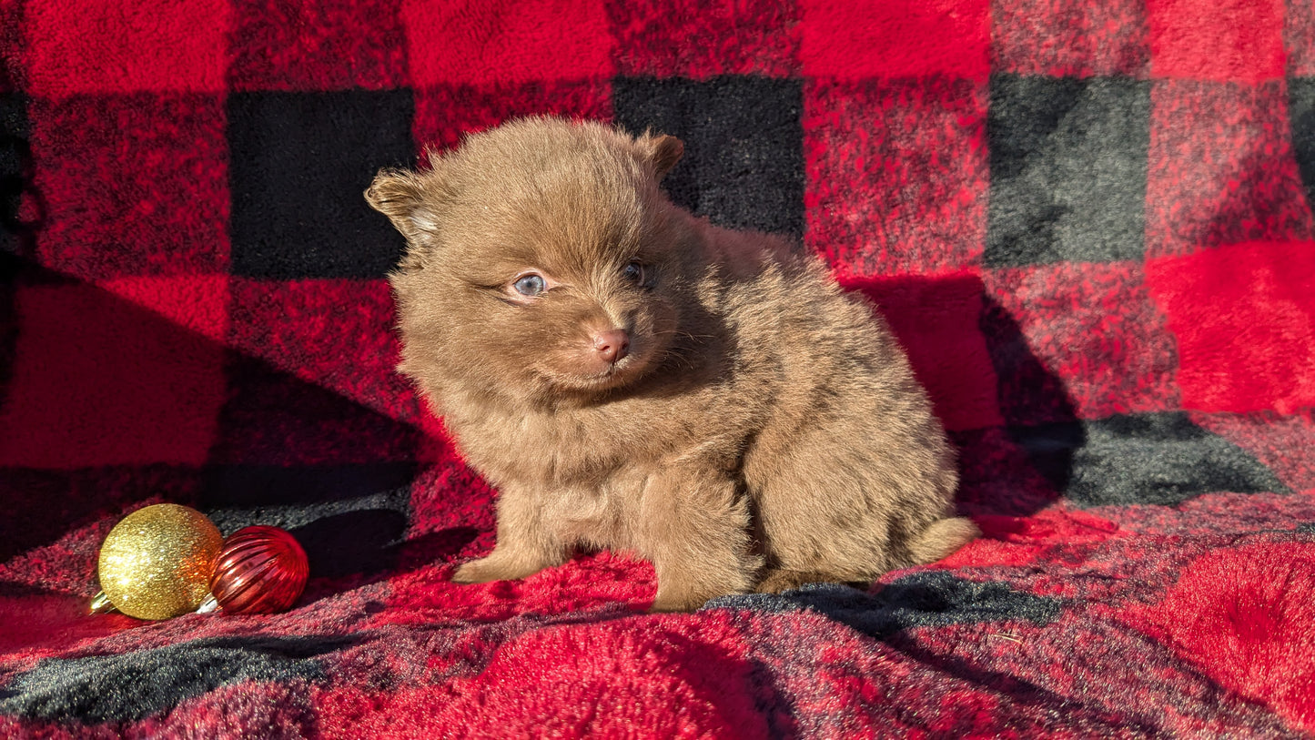 POMERANIAM (10/02) MALE
