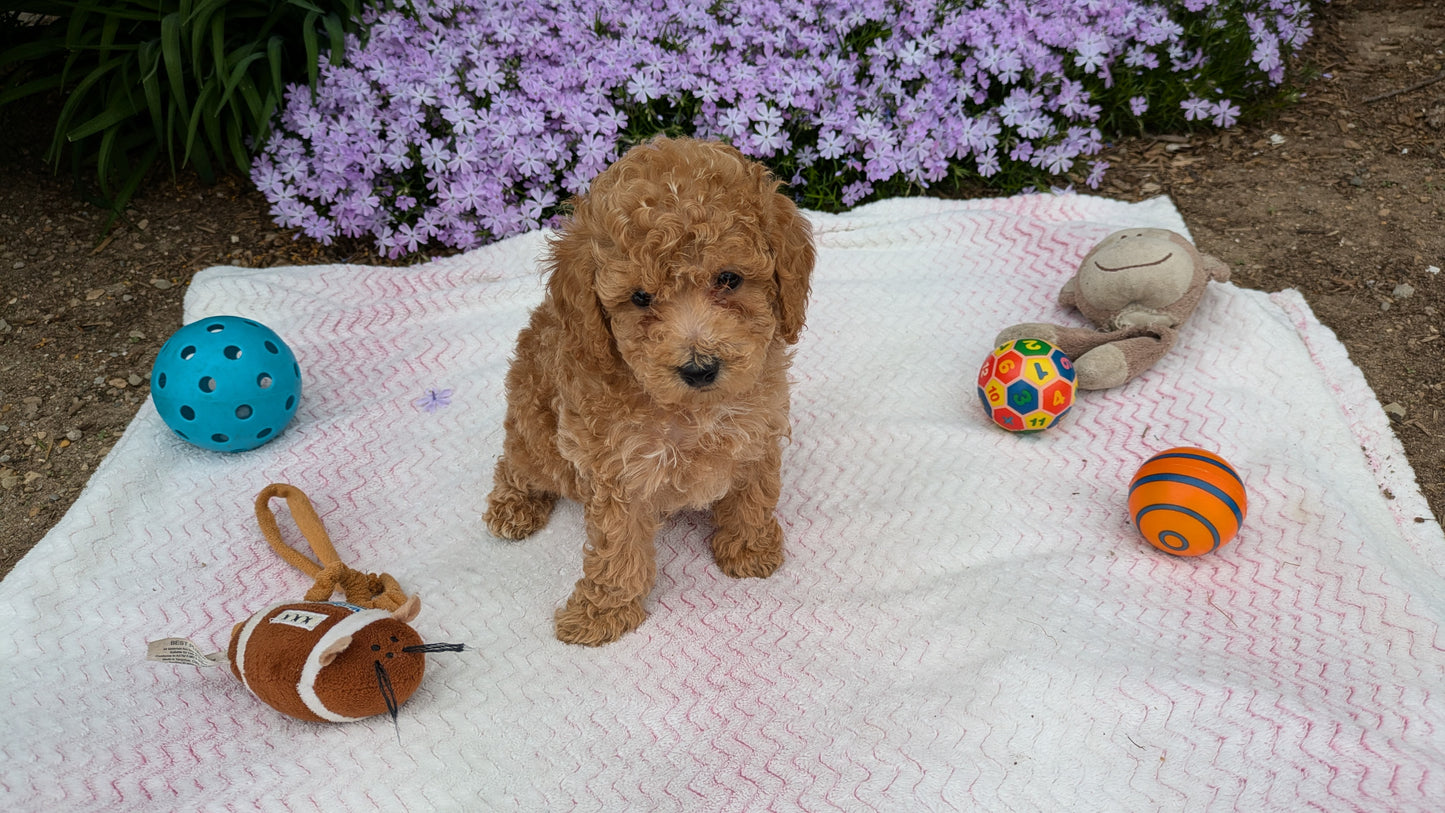 MALTIPOO (03/15) MALE