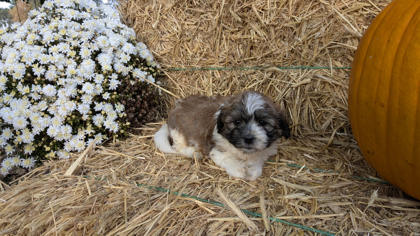 TEDDY BEAR (08/16) MALE