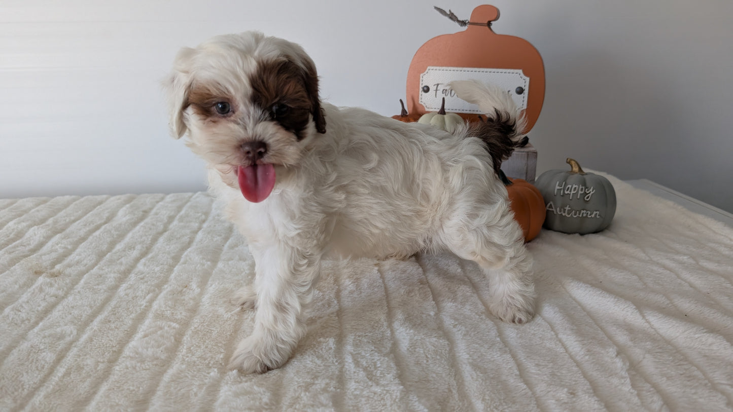 SHIHPOO (07/26) FEMALE