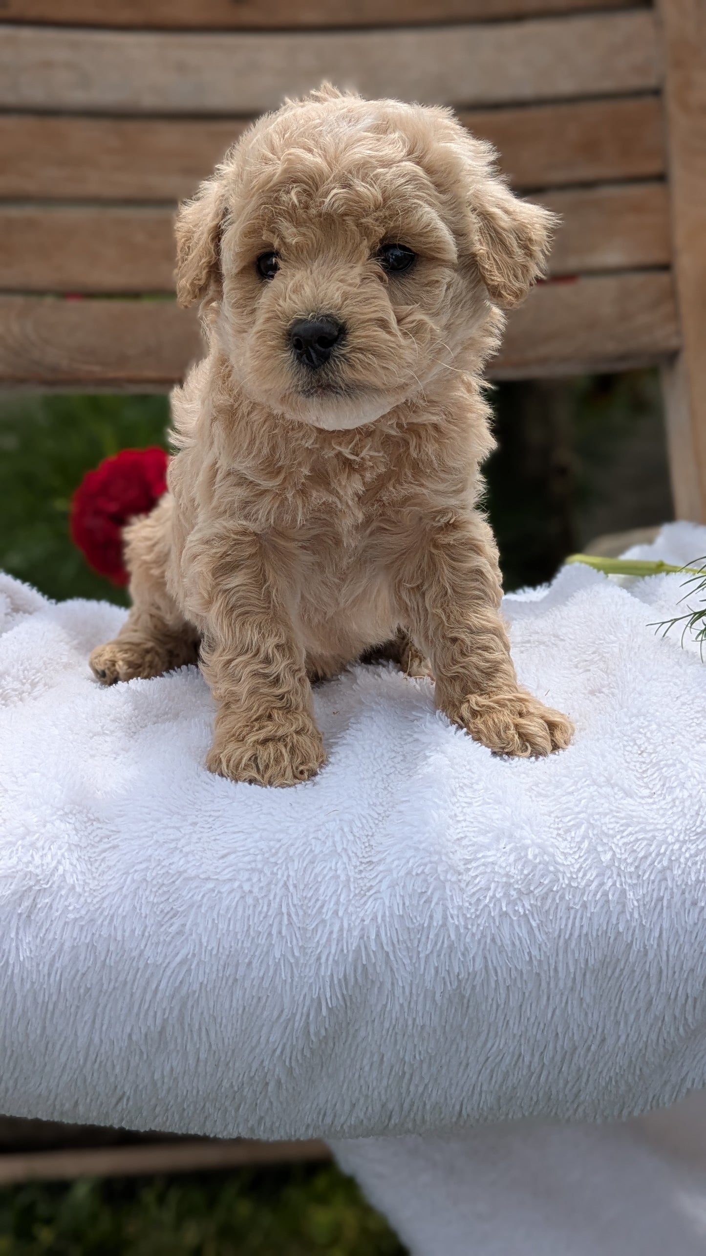MINI POODLE (03/30) MALE