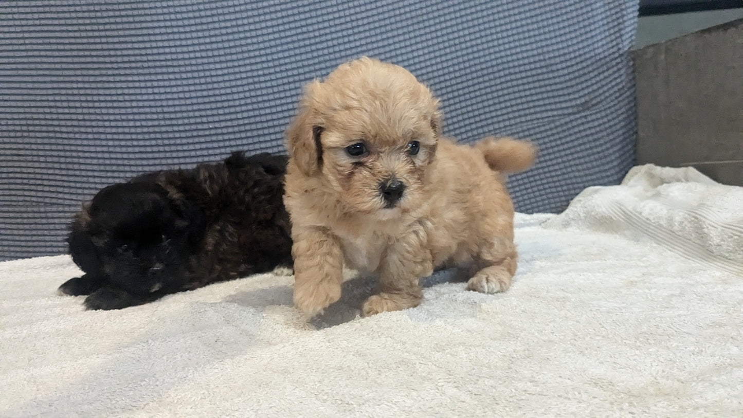 SHIH-POO (06/25) FEMALE
